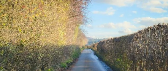 Towcester — hedge-lined road